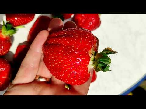 Видео: Уход за клубникой Азия в августе и сентябре!