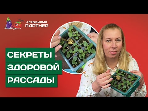 Видео: КАК ПРОИЗВОДИТЬ ПЕРЕСАДКУ БЕЗ УЩЕРБА ДЛЯ РАСТЕНИЙ