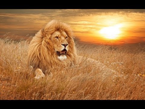 Видео: Охота на льва  лучшие выстрелы и опасные моменты,Lion hunting
