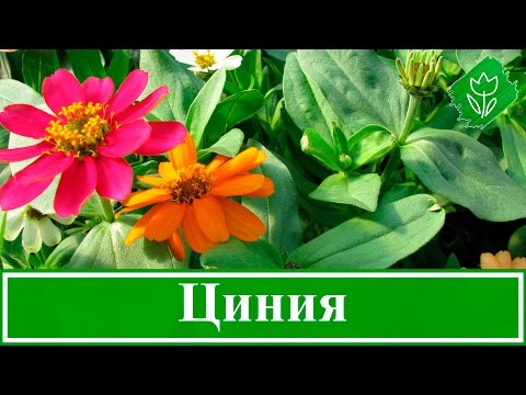 Видео: 🌼 Циния – посадка и уход, выращивание из семян