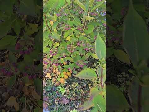 Видео: О пильчатых гортензиях. Укрывать? Не обязательно!