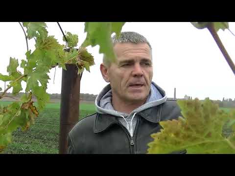 Видео: Подготовка саженцев зизифуса к зимовке.