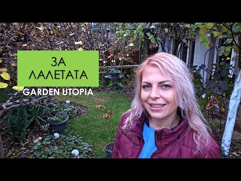 Видео: ЗА ЛАЛЕТАТА: История, класификация и отглеждане