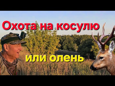 Видео: Гигантские Рога на Миллион.Охота на косулю Гон. Выход маленького Оленя