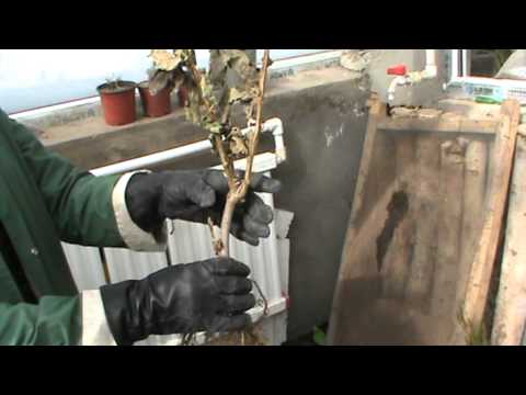 Видео: Үхрийн нүдний суулгацны тухай