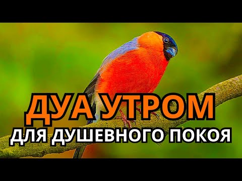 Видео: 🌸 ДУА УТРОМ ДЛЯ СПОКОЙСТВИЯ ДУШИ 🤲✨