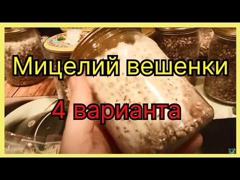 Видео: Мицелий вешенки в домашних условиях.  Четыре варианта выращивания и два вида вешенки.  Все просто.