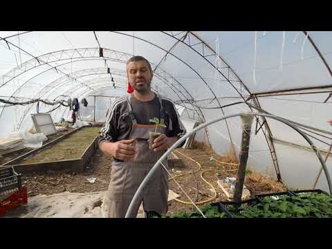 Видео: БЪЛГАРСКАТА ГРАДИНАРСКА ТРАДИЦИЯ част 21