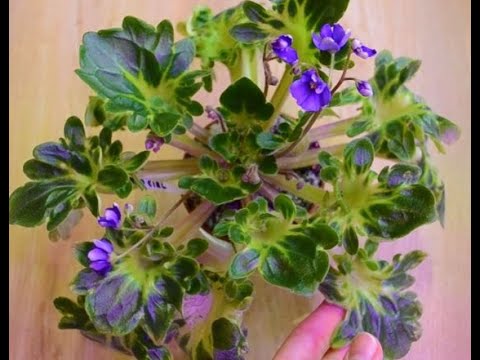 Видео: Апрельская прогулка по подоконникам и стеллажам)) обзор растений в апреле 2021