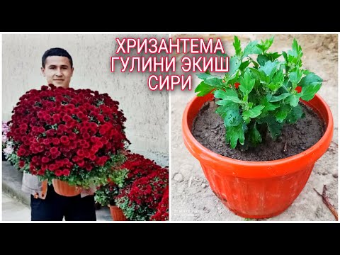 Видео: хризантема гулини экиш ва купайтириш  📞93 903 51 27 Xrizantema gilini tuvakka ekish va kopaytirish