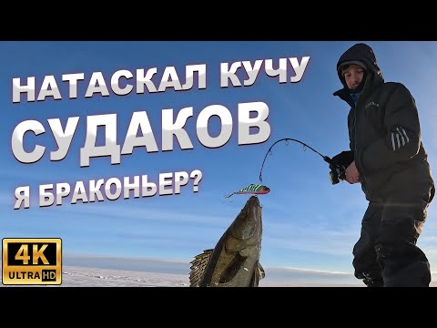 Видео: Ушёл от толпы и натаскал КУЧУ СУДАКОВ! Ловля судака на вибы зимой