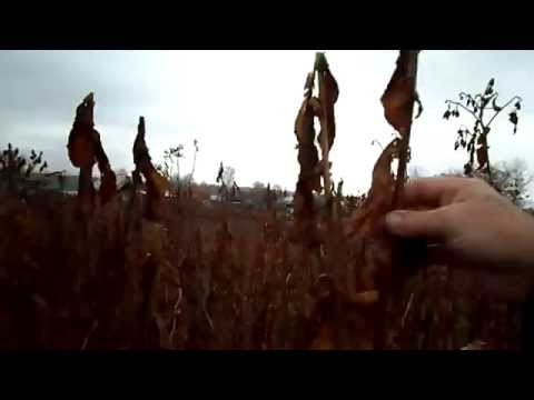 Видео: №67 Табак  Что делать с подмороженным табаком  2  Важное дополнение