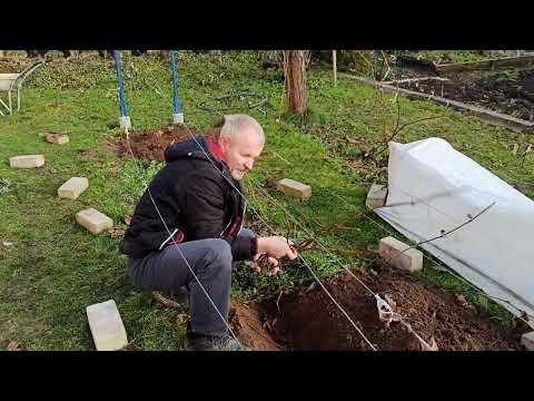 Видео: Укрываю виноградную лозу землей на зиму.