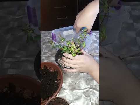 Видео: №51. Азалия гулларини парваришлаш ва тупроғини туғри танлаш...