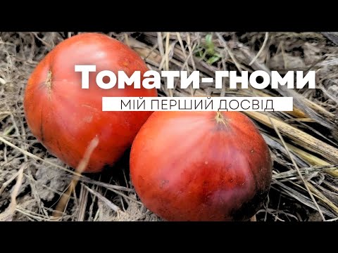 Видео: Томати- Гноми 🍅Мої враження.