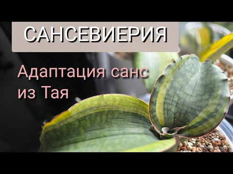 Видео: Адаптация сансевиерий из Азии + НОВИНКА. Полный обзор санс спустя месяц. Борьба с красным клещем.