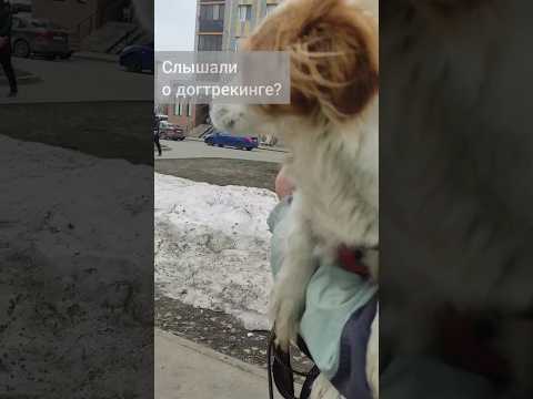 Видео: Догтрекинг по Волжской тропе. Больше про собак @kazandogs