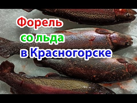 Видео: Форель Красногорск спорт зона лёд 2021. Trout from the ice.