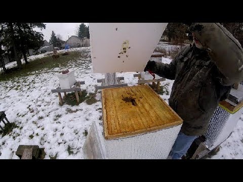 Видео: Пчеловодство. Почему доски для измерения влажности в ульях могут быть НЕ очень хорошей идеей