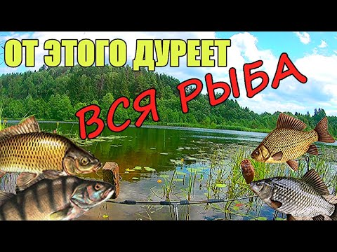 Видео: ЧТО ВЫБЕРЕТ РЫБА? ЖМЫХ или ГЕМАТОГЕН. Подводная съёмка.  Реакция рыбы.