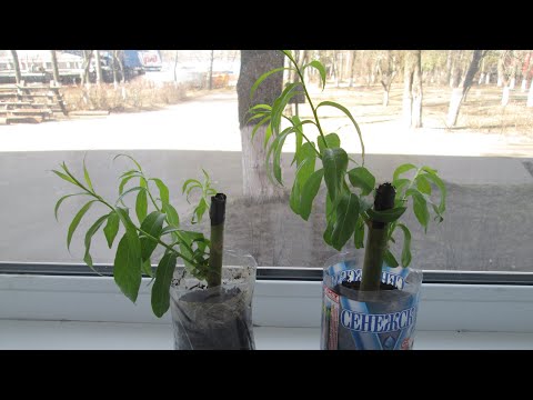 Видео: Размножение ивы плакучей