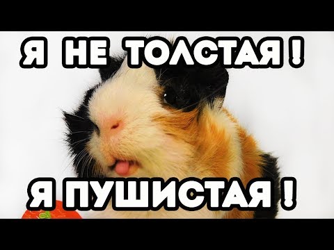 Видео: НАСТОЯЩИЕ СВИНЬИ!!! !!! !!! СКОЛЬКО ВЕСЯТ МОРСКИЕ СВИНКИ???