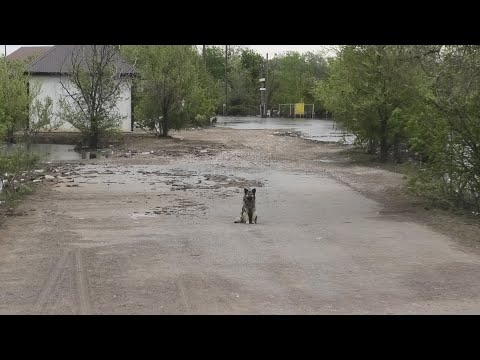 Видео: Вода на дачах в Уральске спадает, последствия и помощь. 6 мая. 2024г.