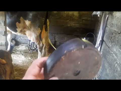 Видео: Доильный аппарат не работает, в чем причина.