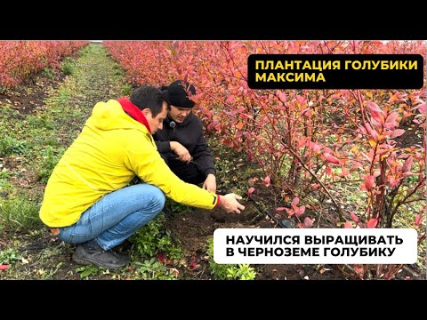 Видео: Голубика в чернозёме! Растёт и еще как! В гостях у Максима на плантации голубики! Часть 1.