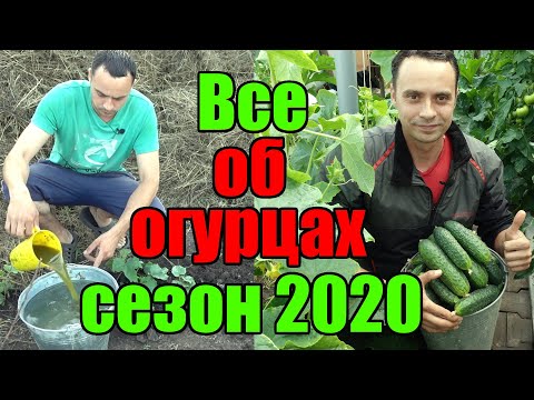 Видео: ПОВТОРЯЙ ЗА МНОЙ И ОГУРЦОВ БУДЕТ МОРЕ! / ВЫРАЩИВАНИЕ ОГУРЦОВ В ОТКРЫТОМ ГРУНТЕ 2020