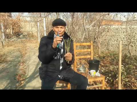 Видео: .......АНЖИР  УЗУМ...АНОР КАЛТАГИДАН ЧУПИДАН КУПАЙТИРИШ...ГАТОВИТ САЖЕНСИ