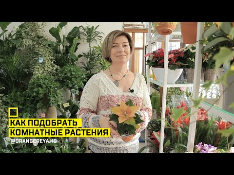 Видео: Как подобрать комнатные растения?