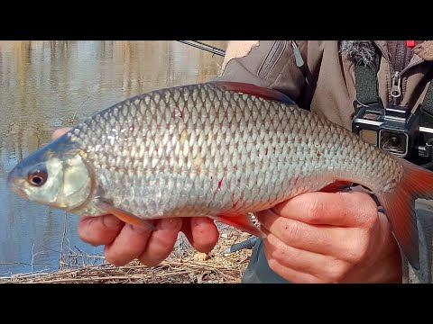 Видео: МОЗОЛІ НА РУКАХ🤚 ВІД ТАКОГО КЛЬОВУ.Рибалка на Фідер весною