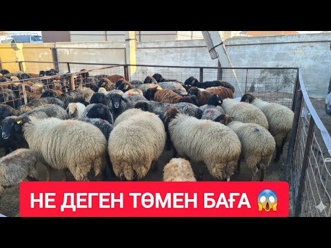 Видео: ҚЫЗЫЛОРДА МАЛ БАЗАРЫ, ҚОЙ ЕШІК ҚОШҚАР БАҒАЛАРЫ.