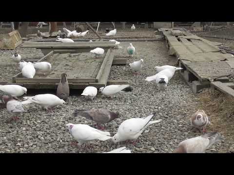 Видео: #Astrakhan #Pigeons Польза рыбной муки и рыбьего жира голубям! 18.03.20г