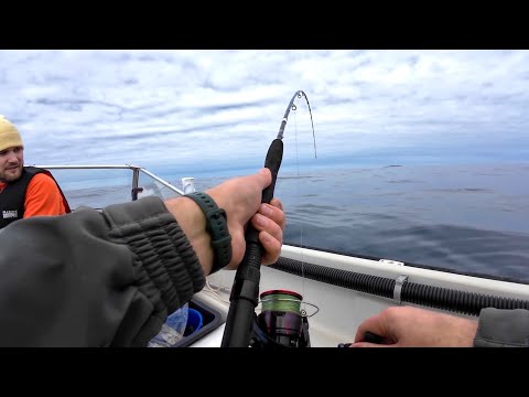 Видео: ОГО, КОСЯКИ РЫБЫ… НЕ МОЖЕМ ПОДНЯТЬ!!! Рыбалка на лодке в Норвежском море
