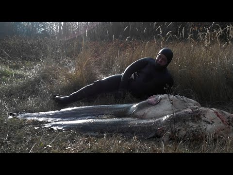 Видео: Подводная охота на СОМА (Spearfishing for Catfish)
