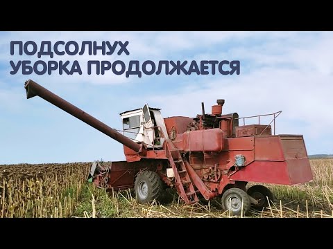 Видео: Подсолнух уборка продолжается