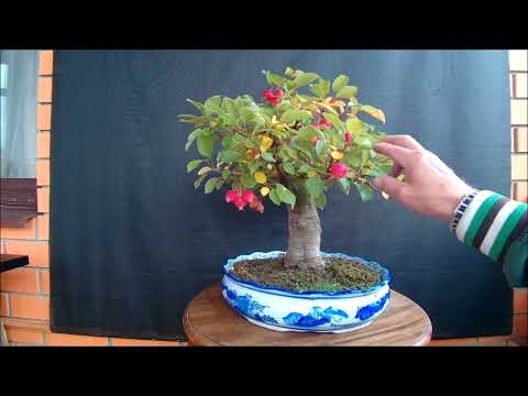 Видео: Бонсай яблоня декоративная Эверест Bonsai malus Everest manzano осень 2022 год