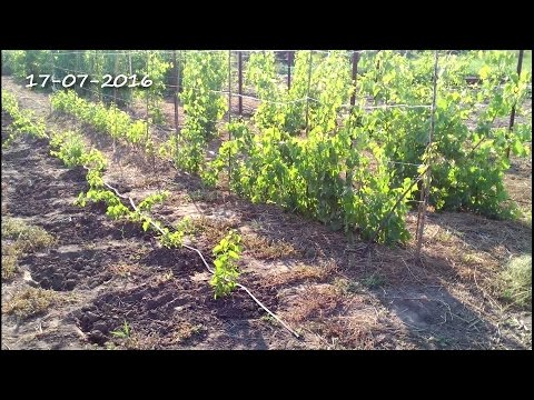 Видео: Виноградная школка, "зелёный забор", середина лета