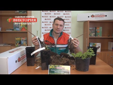 Видео: Крупноплодная садовая Малина, саженцы садовой фирмы Виктория