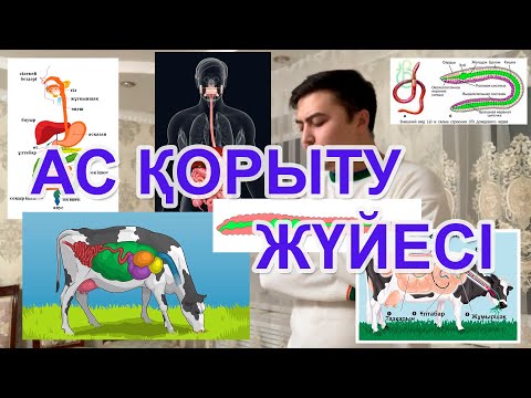 Видео: Асқорыту жүйесі (адамның, күйіс қайыратын жануардың, жауын құртының ас қорыту жүйелері)