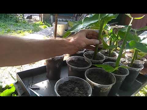 Видео: летнее черенкование инжира