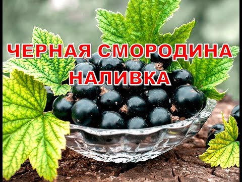 Видео: Наливка "Черная смородина"