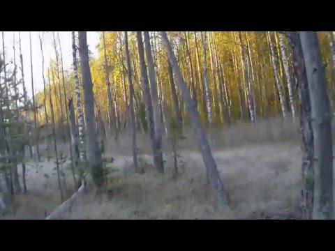 Видео: Осенняя охота с эстонской и польскими гончими