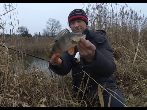 Видео: Рибалка на боковий кивок продовжується, ОКУНЬОВЕ ЕЛЬДОРАДО не закінчується, окунь розриває насадку