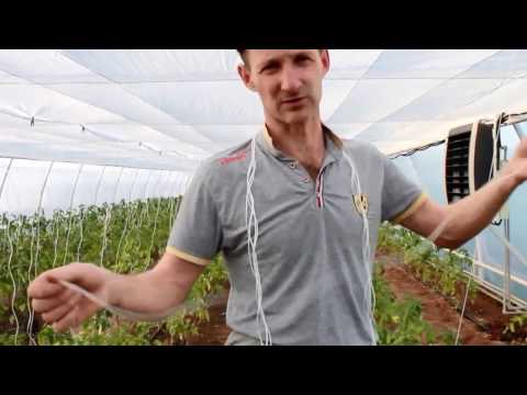 Видео: Формировка индетерминантного томата  №2:5