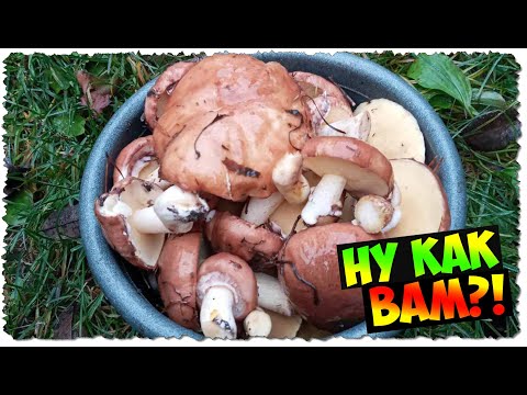 Видео: ВЕДЕРКО маслят в НОЯБРЕ | сбор ГРИБОВ