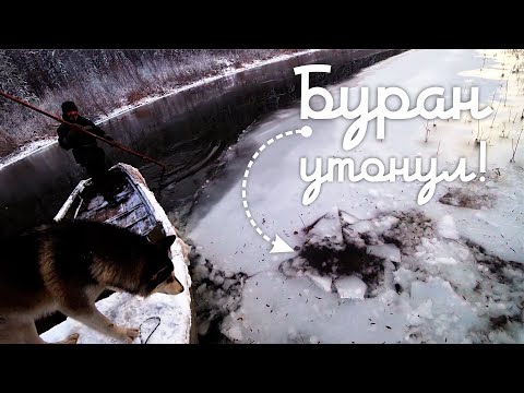 Видео: Промысел в тайге  Насторожка дальнего круга часть 1