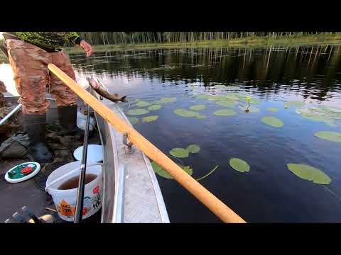 Видео: Рыбалка в Карелии на лесном озере. новые флажки